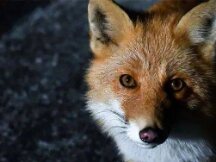 在加密制裁背景下，MetaMask和Infura封锁了来自“某些地区”的用户访问