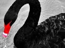 恒大和新力打翻全球和币圈？发展中的巨型黑天鹅