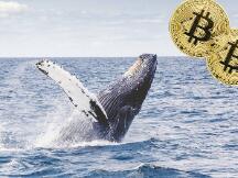 比特币巨鲸地址数量创4年以来新高